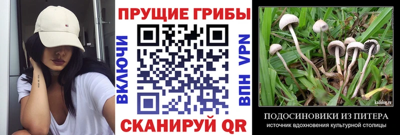 Псилоцибиновые грибы GOLDEN TEACHER  купить закладку  Мензелинск 